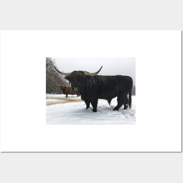 Scottish Highland Cattle Bull 2211 Wall Art by SaarelaHighland